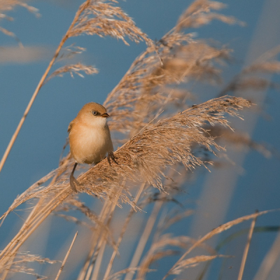 Hier een baardmannetje (juveniel man), foto genomen op onze 3 daagse aan het Lauwersmeer, is nog niet zo simpel met wind en het waaiend riet!