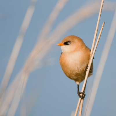 Door een goeie tip van een plaatselijke vogelliefheber (ook een baardmannetje)  kon ik deze vastleggen, dank! Heeft wel een paar uur geduld gekost voordat hij eens boven op de stengel kwam, en die wind....Was wel heel mooi licht! Is prachtig gebied, spijtig nogal ver voor ons!