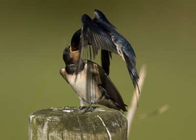 Mijn eerste foto op BP. Kijk elke dag wel even op de site maar nu ook gedacht: ik plaats ook!
Vond het een pracht moment om dit voeren van dichtbij mee te maken en het ook nog eens te kunnen vastleggen, want het gaat wel razendsnel.