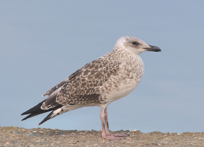 I spotted  this 1cy Yellow-legged Gull on the bank of the Siutghiol Lake, in Mamaia resort, on the Black Sea coast. I was together with another 1cy bird and with two adult birds (probably the parents).