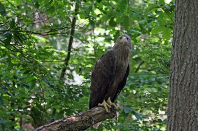 Was net naar beneden gekomen aan de rand van een bos in het natuurreservaat