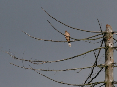 Maakte dit plaatje vorig jaar augustus in Sauerland - Duitsland. Heb van roofvogels vrijwel geen kaas gegeten. Iemand een suggestie wat dit zou kunnen zijn?