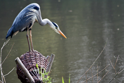 In volle concentratie wacht deze Blauwe Reiger het moment af om toe te slaan