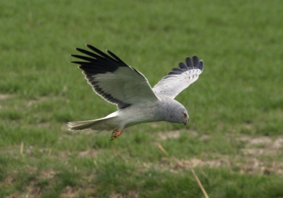 Op dezelfde plek als waar ik anderhalve week geleden een blauwe kiek zag jagen (zie de toen geposte foto) zag ik de waarschijnlijk zelfde vogel weer. Rijdend met ongeveer 30 km/u vanuit de auto gefotografeerd.