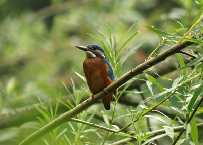 Deze ijsvogel heeft zijn nest bijna in mijn achtertuin gemaakt.Toch nog een hele klus om een leuke foto er van te maken.