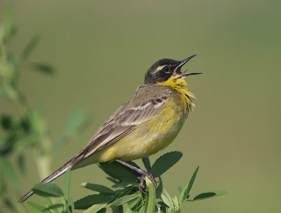 This kind of birds with a dark grey head and a whitish supercilium are usually called (at list here in Romania) dombrowskii. They seems to be hybrids flava X feldegg.