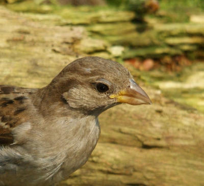 Eindelijk kon ik , binnen de grenzen van mijn budget, een goede lens kopen. Met de zogenoemde Bigma was het mogelijk om een potretje van een mus te maken. 
Dit is mijn eerste upload, ik hoop dat hij in de smaak valt. 
Ik sta trouwens helemaal open voor (opbouwende) kritiek 
mvg vanuit het altijd zonnige Hoenderloo