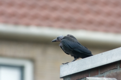 Vanavond zag ik deze monnikskauw bij mij in de tuin zitten! Wat is ie lelijk!

De kwaliteit is niet hoog maar ik vond deze foto wel het plaatsen waard. Foto door het raam genomen.