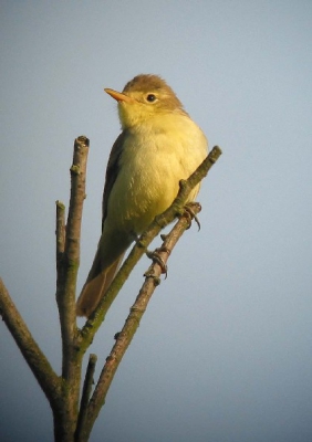 <i class='fa fa-user'></i> Wietze Janse | Orpheusspotvogel  <i class='fa fa-eye'> 434</i>   <i class='fa fa-comment-o'> 0</i>
