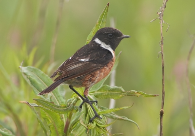 Deze vogel gefotografeerd op Holy Island.
Het is een eiland aan de Engelse oostkust dat bij laag water verbonden is door een weg.
Ondanks alle waarschuwingen de tijd vergeten , dus terug gereden terwijl de weg al onderwater stond.
Was wel een spannende ervaring gezien de sterke stroming en aquaplaning, maar gelukkig de vaste wal gehaald.
Wat je al niet over hebt voor een plaatje