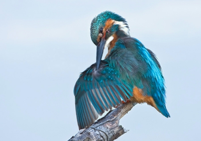 Het gaat ondanks de strenge winter heel goed met de ijsvogels van het fort. 
Het eerste nest is uitgevlogen en nu worden de nieuwe jongen al weer volop gevoerd. 
Hier neemt het mannetje even de tijd voor zich zelf.