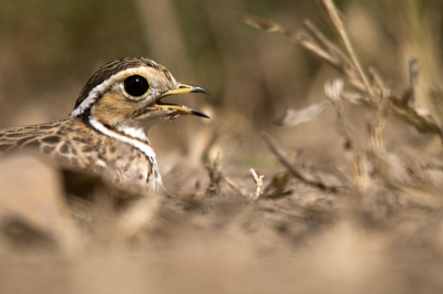 Liggend op m'n buik een foto gemaakt van deze driebandrenvogel.
Hoewel het misschien niet te zien is aan de foto, is deze de vogel op de foto wel verstoord op het nest die dag door ons. Helaas was dit onvermijdelijk en hadden we het om eerlijk te zijn helemaal niet door. 
We hadden namelijk in het kader van ons onderzoek een leeuw verdoofd en die was 'in slaap gevallen' op ongeveer 15 meter van het nest. Wij waren met 2 auto's (en 8 man) ter plaatse (o.a. om andere leeuwen op afstand te houden). Toen we klaar waren en zaten te wachten op het wakker worden van de leeuw viel de vogel me pas op toen ze rondliep en er een nest had. Snel een paar foto's gemaakt (a: snel om de vogel niet nog meer te verstoren, b: omdat de leeuw elk moment wakker kon worden).
Ik weet dat het controversieel is, vandaar de uitleg.