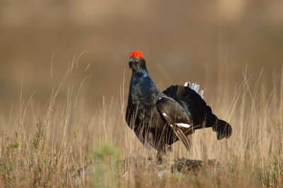 Schitterende dag op de hei. Vele hanen en ook hennen gezien. D70 300mm2:8 & 2xconvertor. geen crop.