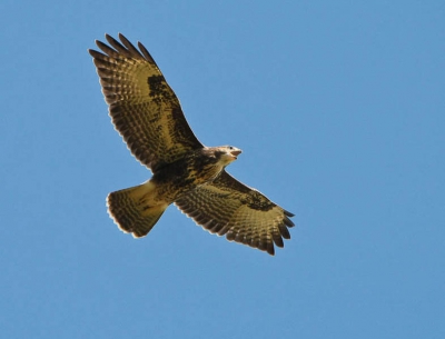 Afgelopen week naar Schiermonnikoog geweest en daar mijn 1e roofvogel van dichtbij gefotografeerd.