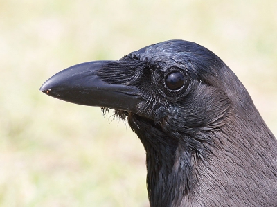 Ondanks dat ze niet erg schuw zijn zag ik hier nog geen mooie portretfoto staan. dus bij deze