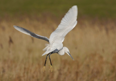 Nog een oudje van deze winter, toen er nog Kleine zilverreiger genoeg waren. Deze foto is genomen tijdens de vorst toen er nog meer dan 40 vogels bij Borssele zaten. Dit is een van de weinige toen geschoten met een mooie natuurlijke achtergrond.