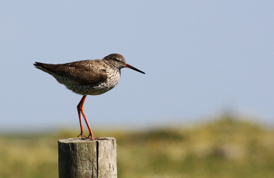 Deze Tureluur zat presies waar hij moest zitten, op een paaltje in "Plan Tureluur" (zeeland)