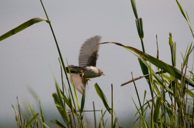 Zaterdag middag kort naar de polder geweest voor een korte foto sessie. na een korte wandeling kreeg ik de gelegenheid om een aantal jonge witte Kwikstaarten op de foto te zetten. Ze bleven wel aan de overkant van de sloot zitten (2m breed) door het opvliegen van de rietstengel zijn de vleugels mooi wazig geworden.