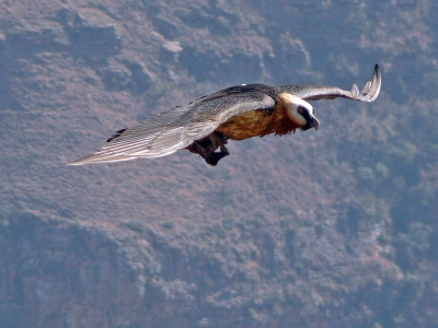 Picture taken from Bird hide, 2000 m alt, good place for watching Lammergeier, Cape Vultures and Lizzard Buzzards