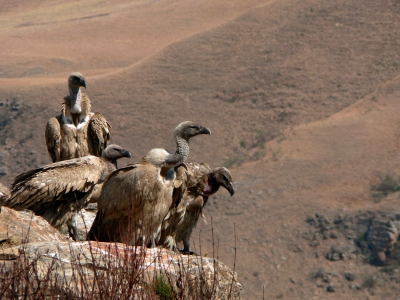 Cape vultures can be observe from the Bird Hide in Drakensberg NP. (especially when you bring some spare ribs)