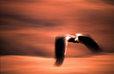 Cape vultures can be observed from the Bird Hide in Drakensberg NP. Long exposure in evening sun.