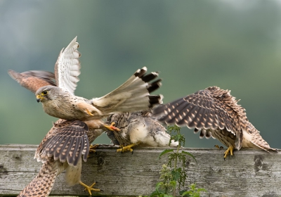 De overdracht van een muis aan de drie jonge valken is een heel spektakel.
Het gaat razend snel en op de foto kan je eigenlijk pas goed zien wat er gebeurd
Voor het mannetje weg vliegt trekken de twee jongen al aan de muis.
Het is een waar genot om dit te kunnen waarnemen.