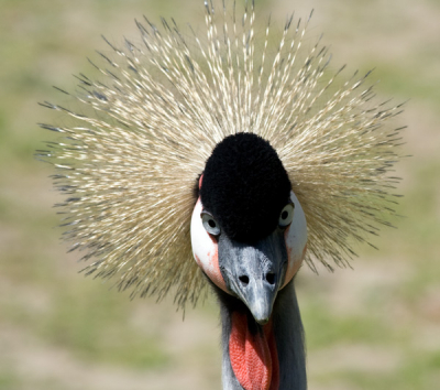 Weet niet precies of de nederlandse benaming Kroonkraanvogel of grijze Kroonkraanvogel is. Op internet kom ik beide benamingen tegen.