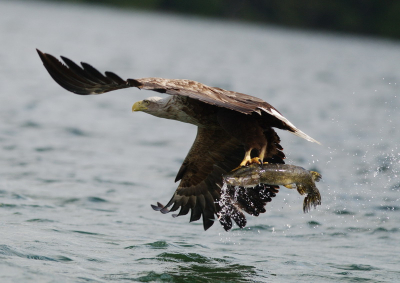 Vanuit boot en uit de hand. Een van mijn eerste vogelreizen (via Han Boumeester). In mei samen met mijn buurman naar Oost-Duitsland gereisd.
Zeer tevreden met het resultaat.