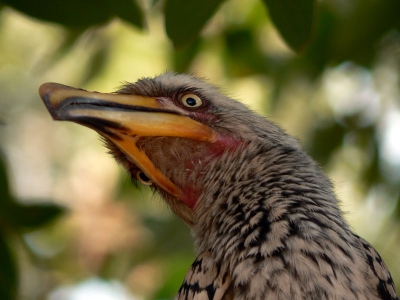 yellowbilled hornbill are very common and very curious in Kruger NP, therefore easy to observe and photograph