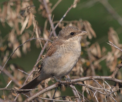A first summer bird. Photo taken on a river bank, in a hilly area. The Red-backed Shrike is the most common Shrike species in Romania.