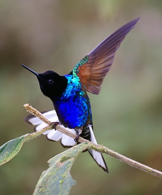 127 verschillende soorten kolibries  maken Ecuador tot een echt "hummer" paradijs. Een populaire onder hen is de Velvet-purple Coronet, een Choc endeem. Deze schaarse soort is alleen te vinden in de nevelwouden van de westelijke Andes in Ecuador en Colombia (om precies te zijn op 1800-2000m hoogte). Alleen onder een bepaalde houding/lichtomstandigheden komen de spectaculaire kleuren van deze soort tevoorschijn. Op deze foto zien we dus alle kleuren terug, maar in het algemeen oogt de soort zwart. Primeur voor birdpix.