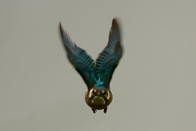 Bukken!!
In de regen onder slechte omstandigheden, was het lastig om een goede sluitertijd te krijgen.
Deze lijkt recht de lens in te vliegen.
