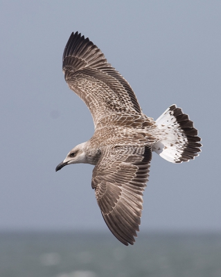 Sinds afgelopen week zitten de 1e juveniele Geelpootmeeuwen weer op de zeedijk. Op de 12e zaten er drie hele verse vogels, die zich uitstekend lieten fotograferen. Duidelijk zijn is het kenmerkende staartpatroon te zien.