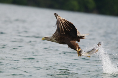 Gemaakt in mei tijdens vogelreis in Oost-Duitsland.
Vooral het opspattend water na het grijpen van de snoek vond ik mooi. Horizon helaas wat scheef. Volgende keer beter in de gaten houden.