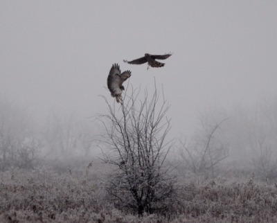 Eind vorig jaar (31 dec 2008) aan de andere kant van de weg waar alle auto's stonden deze foto kunnen nemen van de ruigpootbuizerd die belaagd werd door een.....?