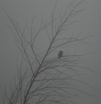 Ergens in de regio vroeg in de ochtend deze foto kunnen maken van de ijsvogel. Ondanks de mist toch nog duidelijk de tekening te zien van de ijsvogel.
Deze foto is van september 2008.