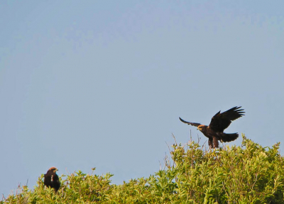 Tijdens fietstocht op Schiermonnikoog zag ik ineens een flits van iets tussen de bomen. Snel camera gepakt en dit was t resultaat.