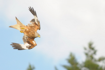 Geweldige vogel. Doet zijn naam eer aan: "Red Kite". Supersnel en moeilijk te volgen in actie naar zijn prooi.
Foto op een avond gemaakt tijdens de Zeearendreis van Han Boumeester in Oost-Duitsland.