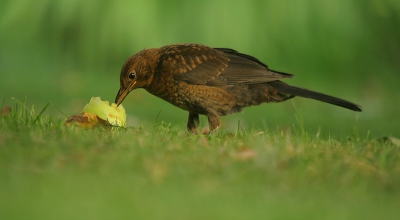 hier de tweede foto van de merel serie , hier druk aan het heten van de appel