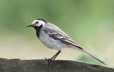 A common breeding species on the hilly and mountain river banks in Romania. I found some families of White Wagtails (adults feeding juveniles) in that area and some Grey Wagtails too.