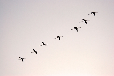 Vliegende flamingo's in de Camargue, vlak na zonsondergang.