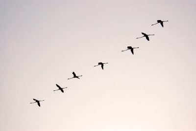 Vliegende flamingo's in de Camargue, vlak na zonsondergang.