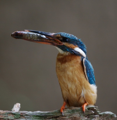 Deze foto van de ijsvogel  gemaakt vanuit een schuilhut tijdens de Zeearendreis. Is ook een mogelijkheid. Nog nooit van zo dichtbij  meegemaakt. Je kon de borst op en neer zien gaan.