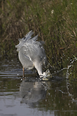 Deze reiger was zo heftig aan het vissen, dat hij de fotograaf totaal niet in de gaten had. Het resultaat van deze heftige duik was een Stekelbaarsje.