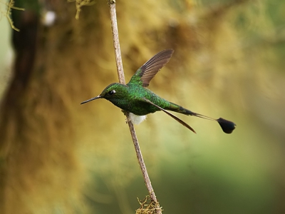 Dit minuscuul "hummertje" is erg bewegelijk en lastig scherp op de foto krijgen. Deze ondersoort met wit broekje komt voor op de westelijke flanken van de Andes (1400-2000m hoogte). Aan de oostzijde hebben ze een oranje broekje. Dit is een adult mannetje, vrouwtje heeft witte borst en mist de spectaculaire staart met lepeltjes.

http://www.avesecuador.com/