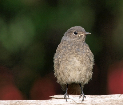 A young and inquisitive bird. Black Redstarts are common birds in Romania. They breed all over the country, from the Black Sea coast to the mountains.