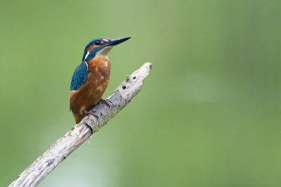 ijsvogelmannetje. Gemaakt in de oostvaardersplassen. omstandigheden: halfbewolkt/regen