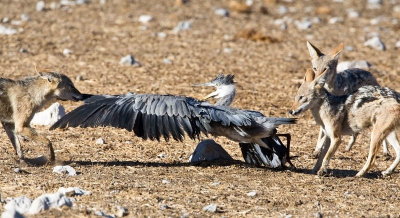 Een blauwe reiger die het haasje is... Het was op birdpix zo dat de blauwe reiger aan de haal ging met konijntjes, muizen en ratten. Nu was het een keer de beurt van de zoogdieren (zadeljakhalsen) om een blauwe reiger op te peuzelen!