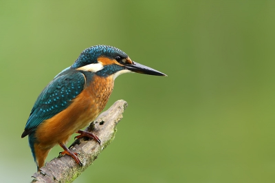Na lange tijd was er weer een melding dat er IJsvogels te zien waren bij de OVP. De eerste ochtend dat ik ebsloot te gaan kijken was het meteen raak. Een jong exemplaar wilde wel poseren.