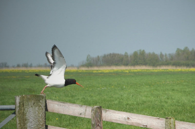 Deze Scholekster zat redelijk dichtbij op een hek. Toen ik steeds dichterbij kwam, peerde hij 'em. Of tenminste, hij ging een ander achterna. n van m'n eerste echt goeie vogelfoto's met m'n nieuwe D70. Heb hem wel gecropt, minder contrast, en lichter gemaakt, zodat je de ondervleugeltekening iets beter ziet. Het wit is trouwens nog wel een beetje doorgebeten, jammer genoeg. Volgende keer beter. Ik heb hem ook erop gezet omdat er volgens mij op BirdPix nog geen wegvliegende Scholeksters staan.

Nikon D70 - 18-70mm - 70mm - 1/500 sec - F8